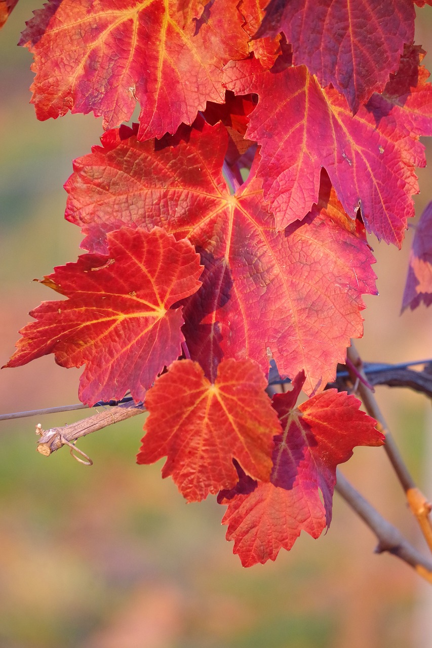 autumn  leaf  nature free photo