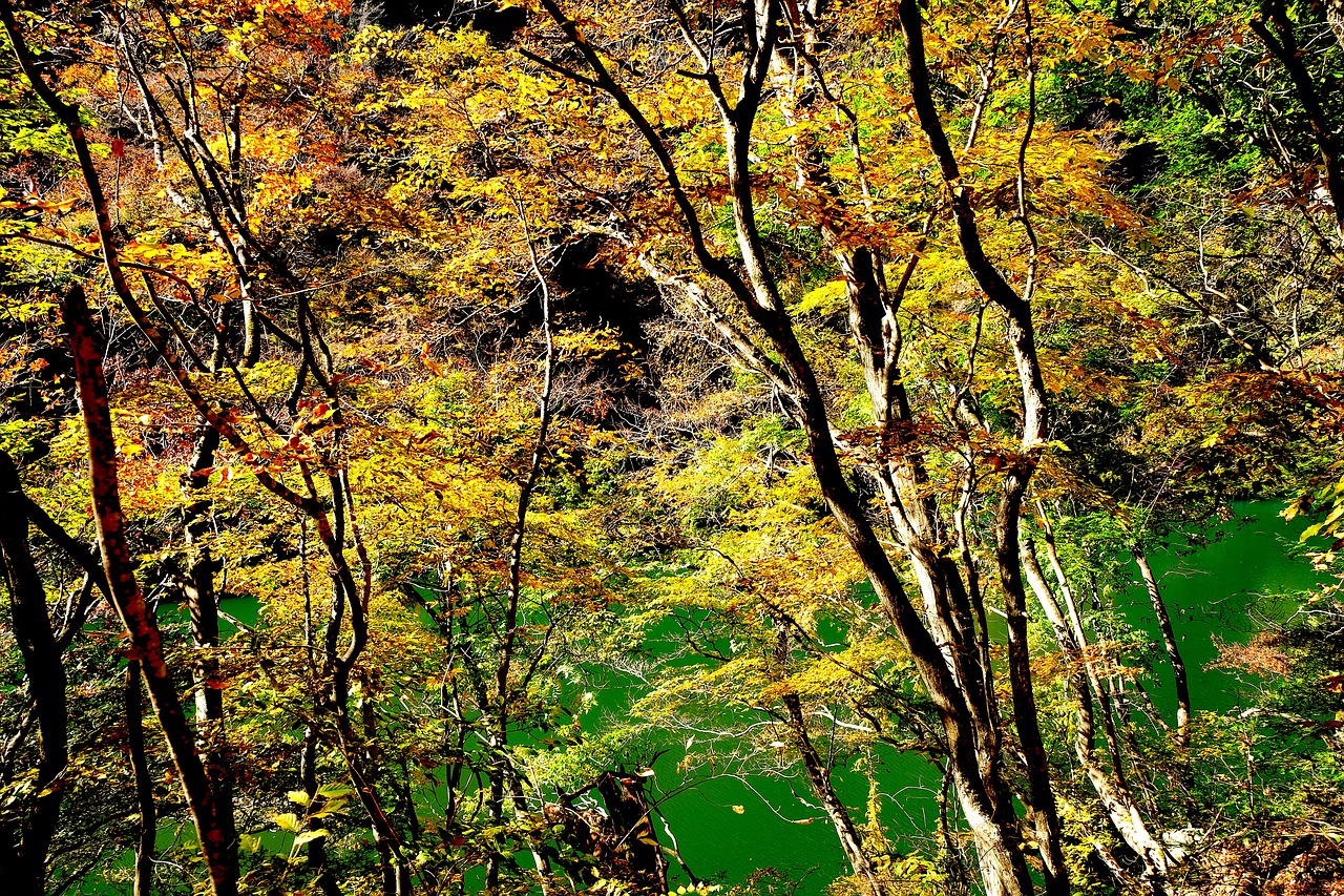 autumn  beautiful  japan free photo