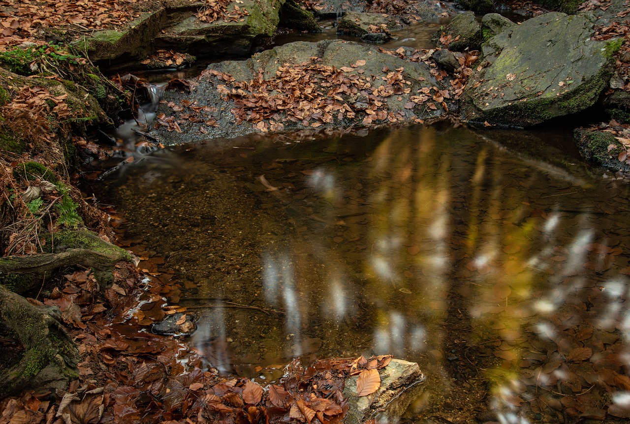 autumn  forest  leaves free photo