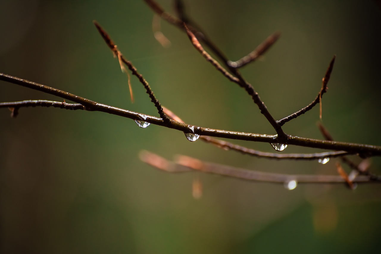 autumn  nature  drops of water free photo