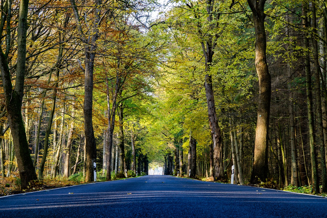 autumn  road  landscape free photo