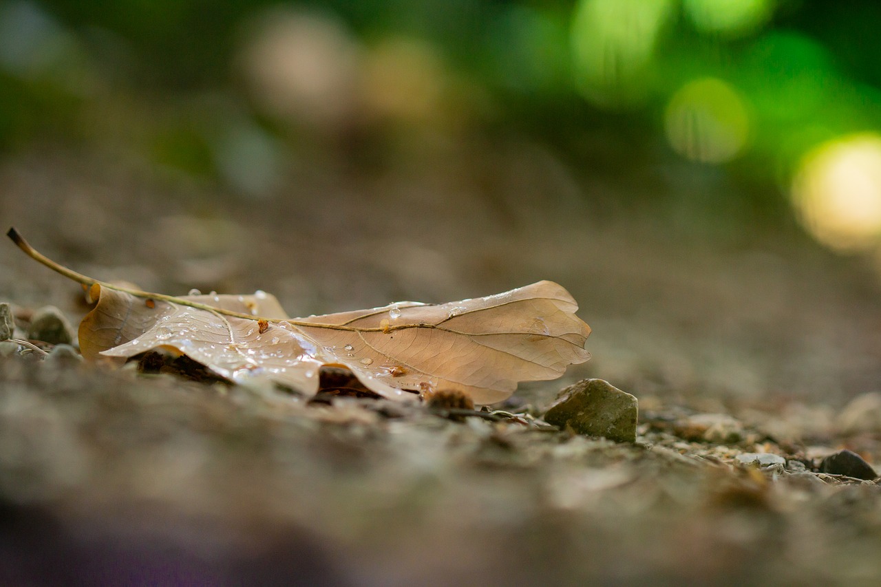 autumn  leaves  run free photo