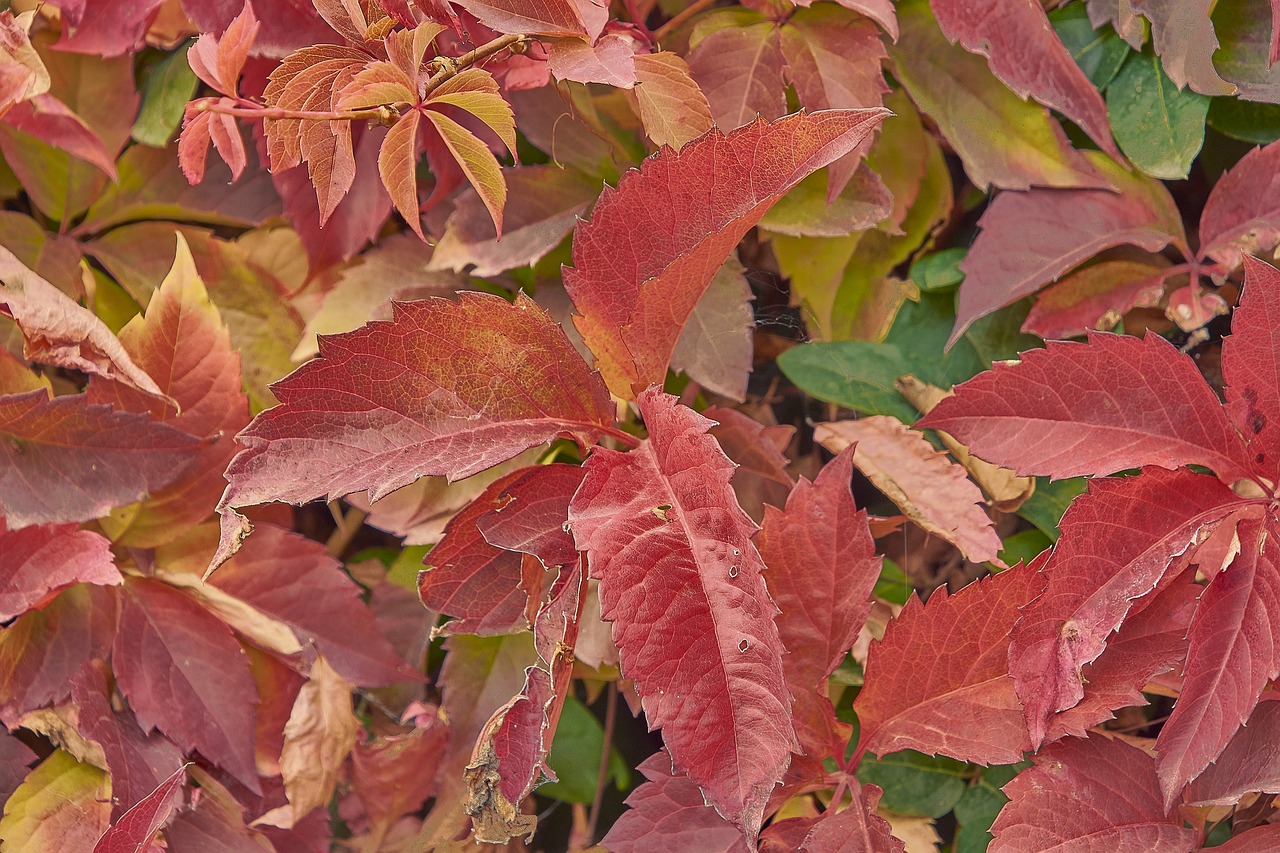 autumn  red  forest free photo