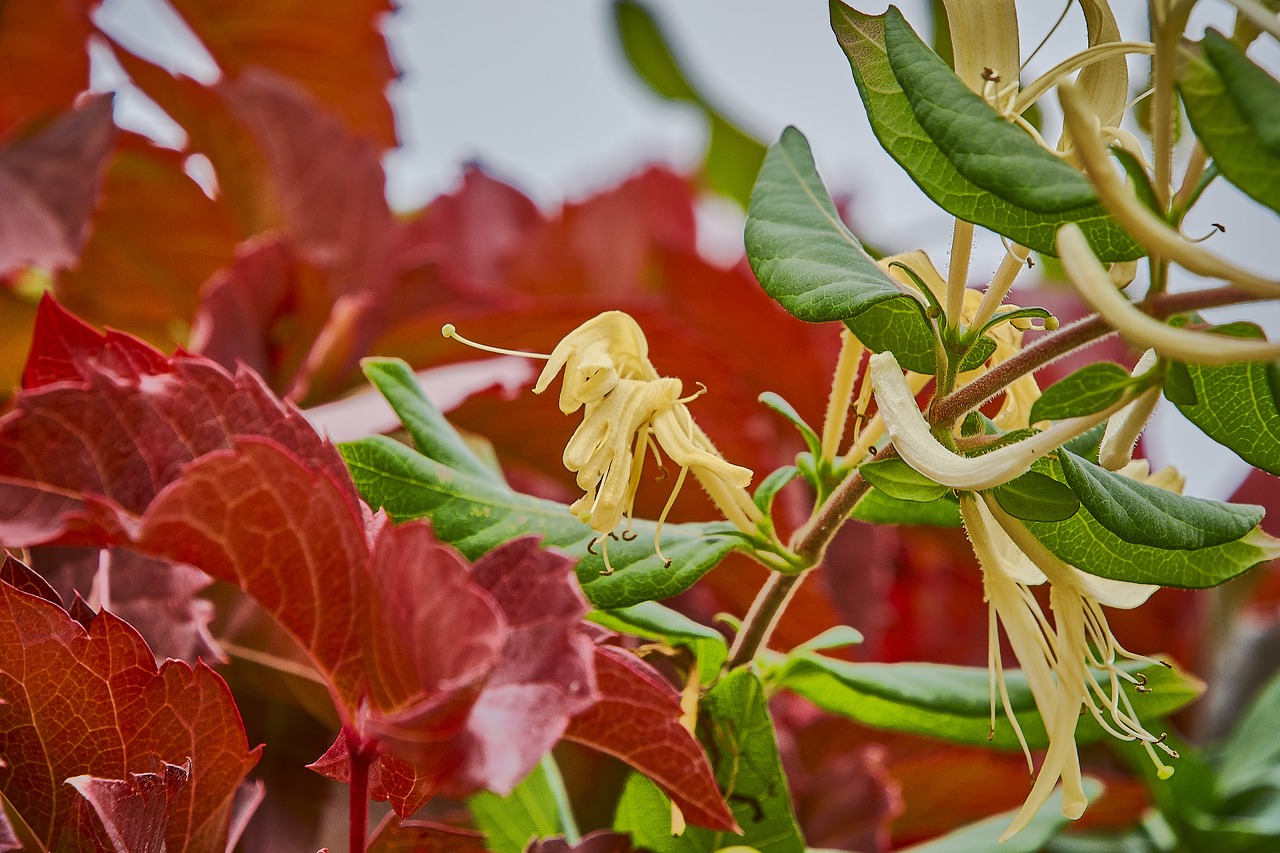 autumn  red  forest free photo