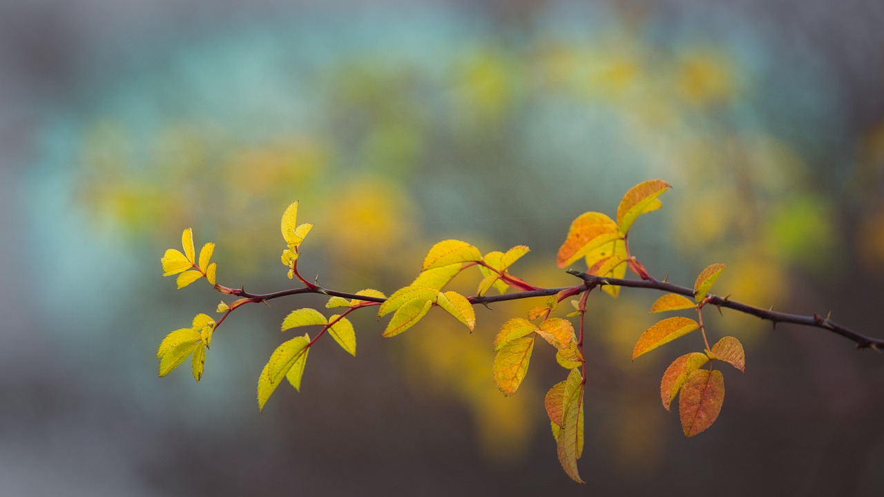 autumn  leaves  yellow free photo