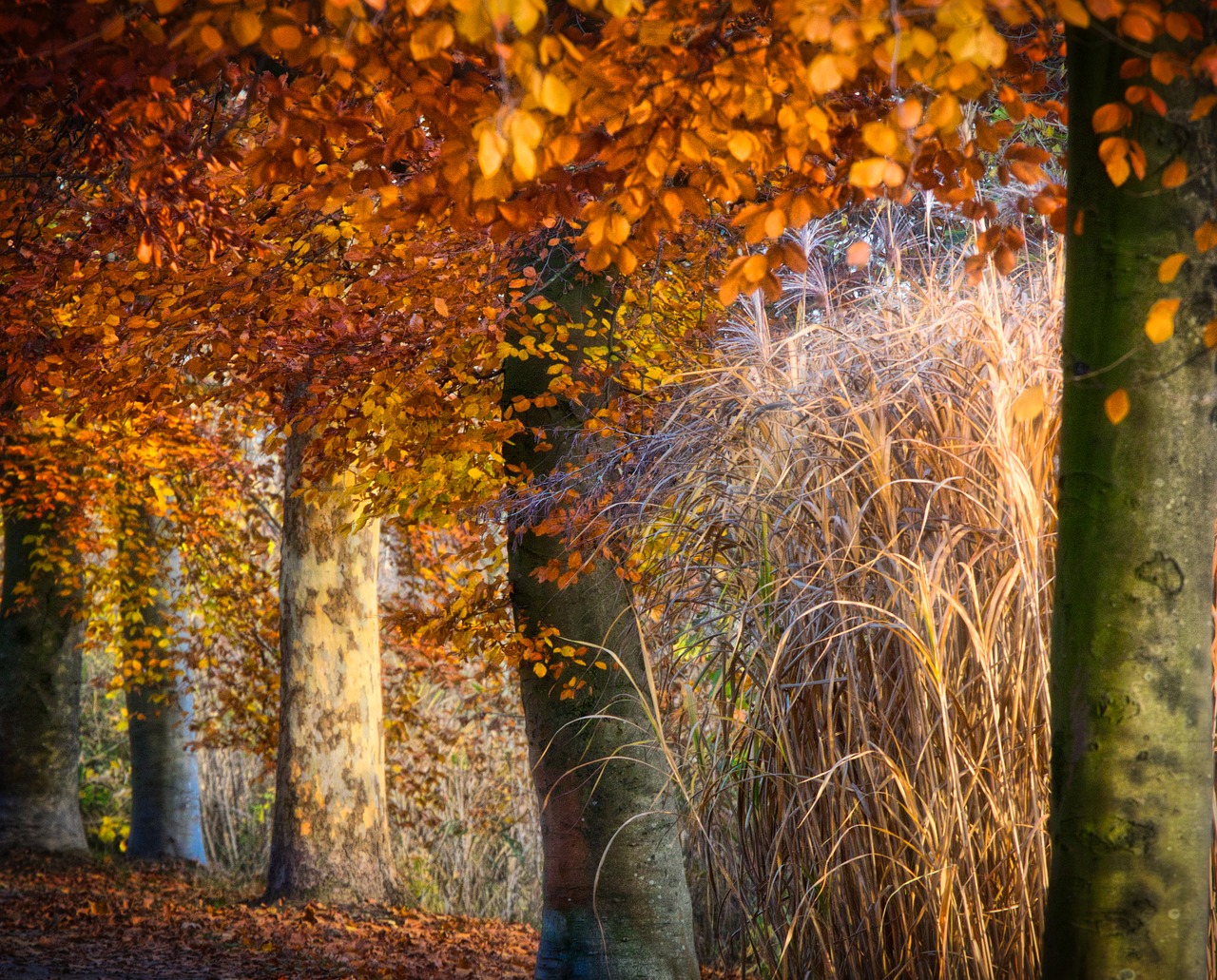 autumn  park  leaves free photo