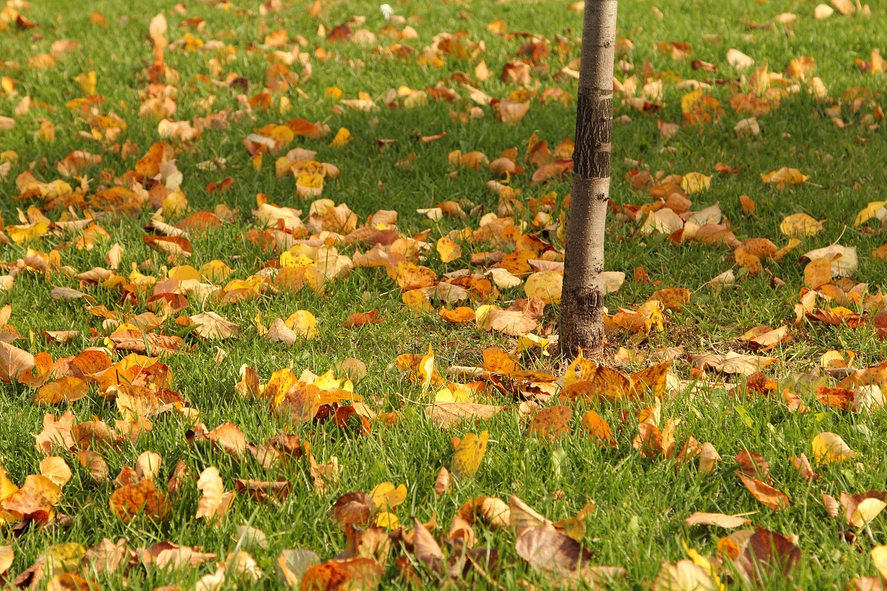 autumn  leaves  foliage free photo