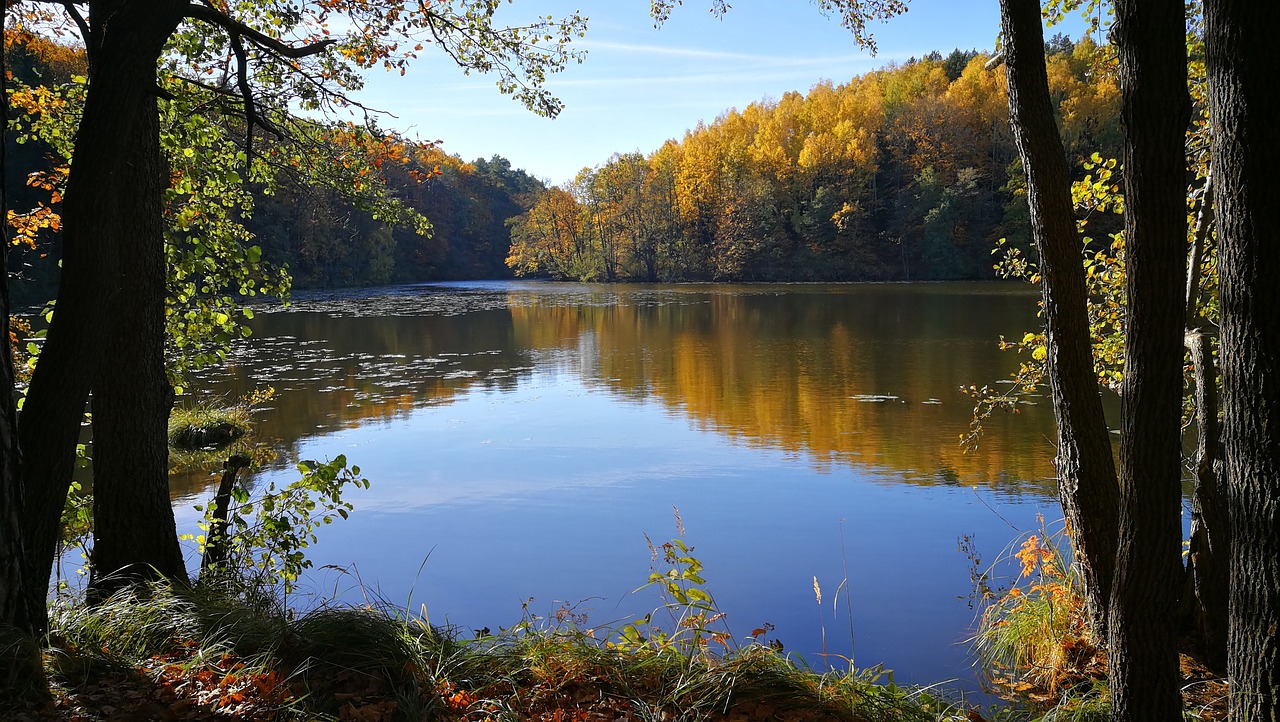 autumn  forest  lake free photo