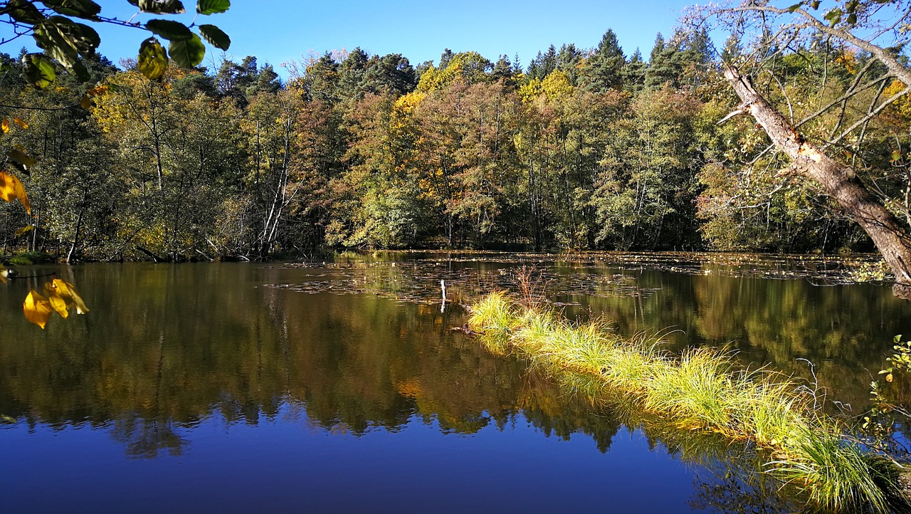 autumn  forest  lake free photo