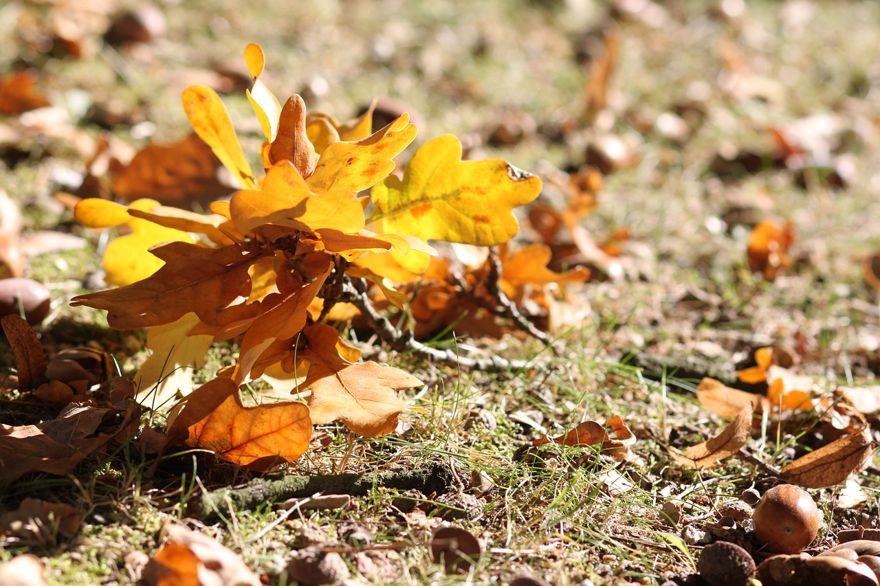 autumn  foliage  grass free photo