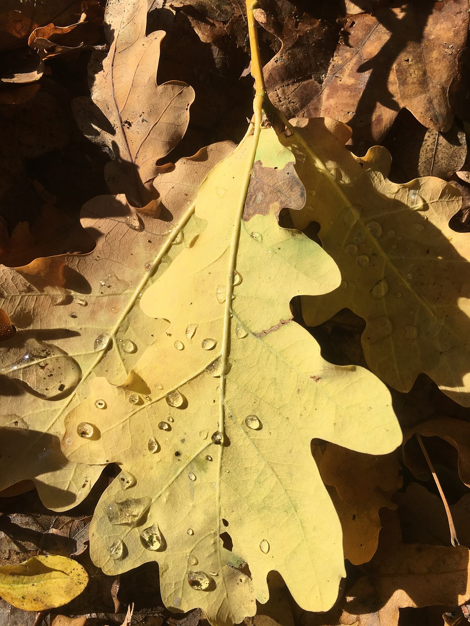 autumn  leaf  dry free photo