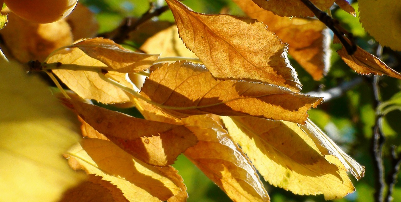 autumn  leaf  nature free photo