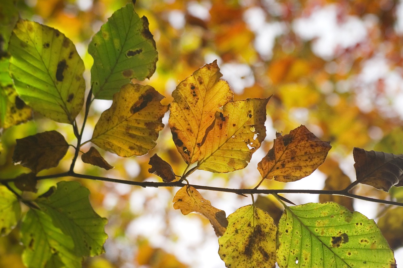 autumn  leaf  forest free photo