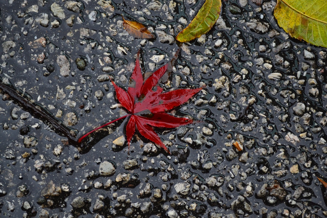 autumn  red  leaves free photo