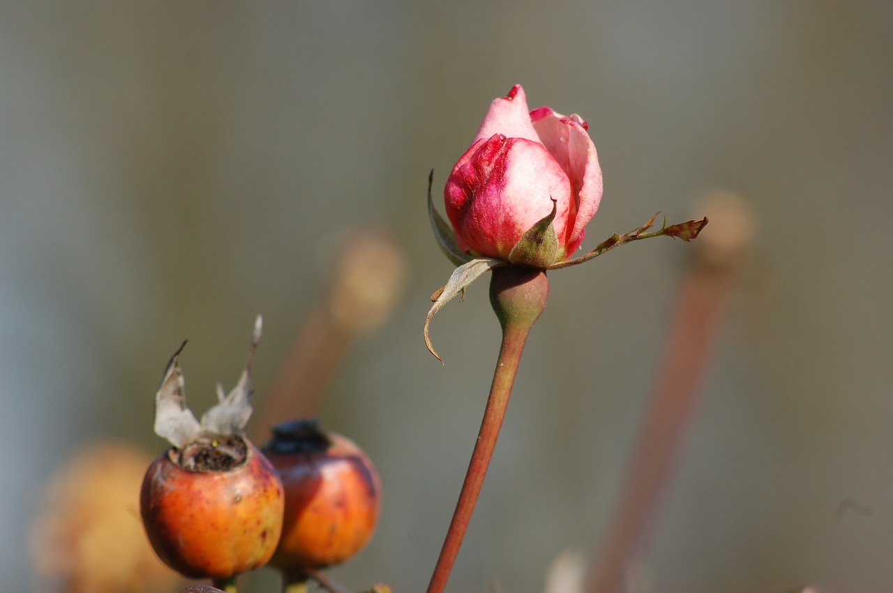 autumn  bud  bloom free photo