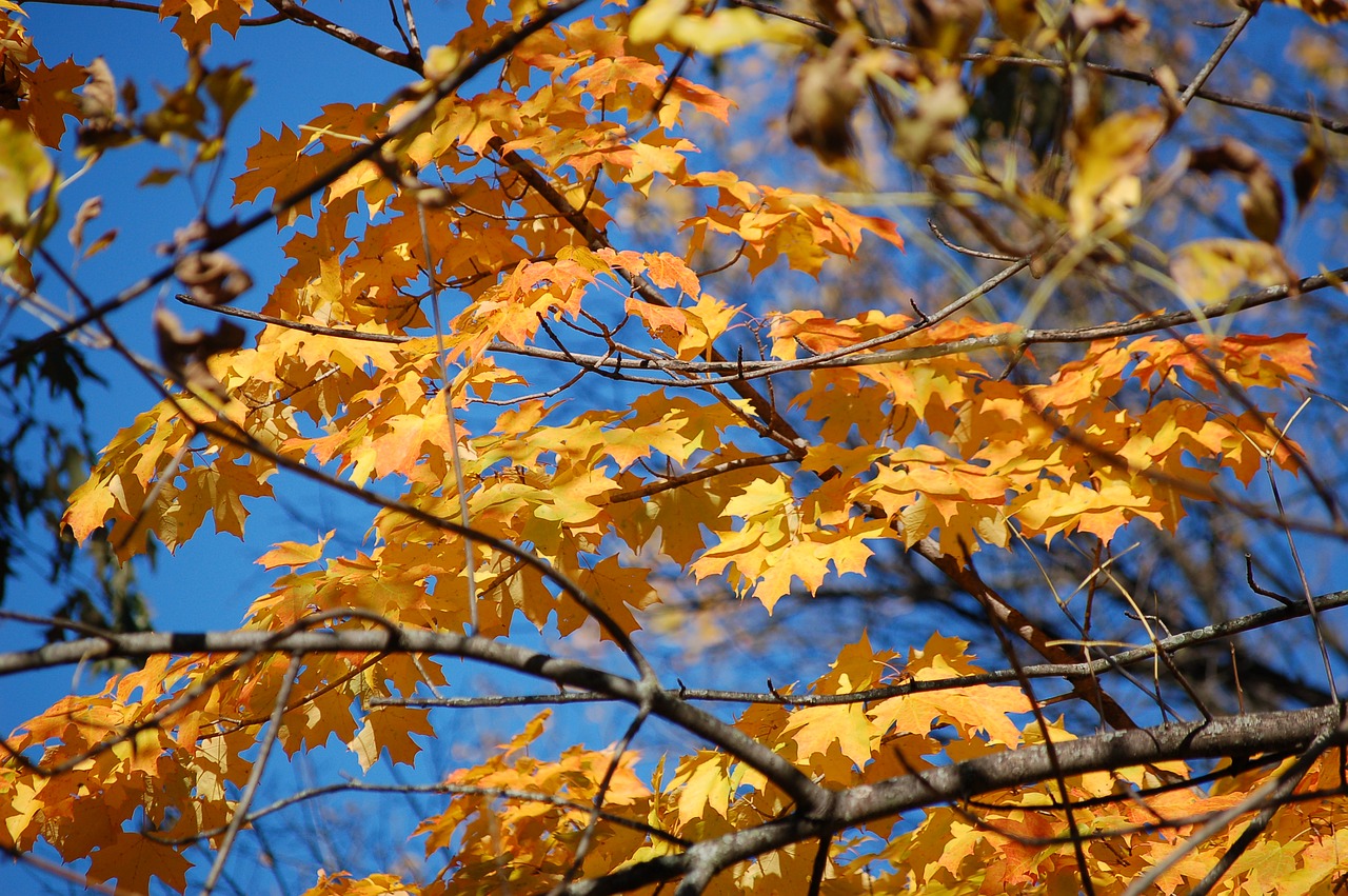autumn  leaves  yellow free photo