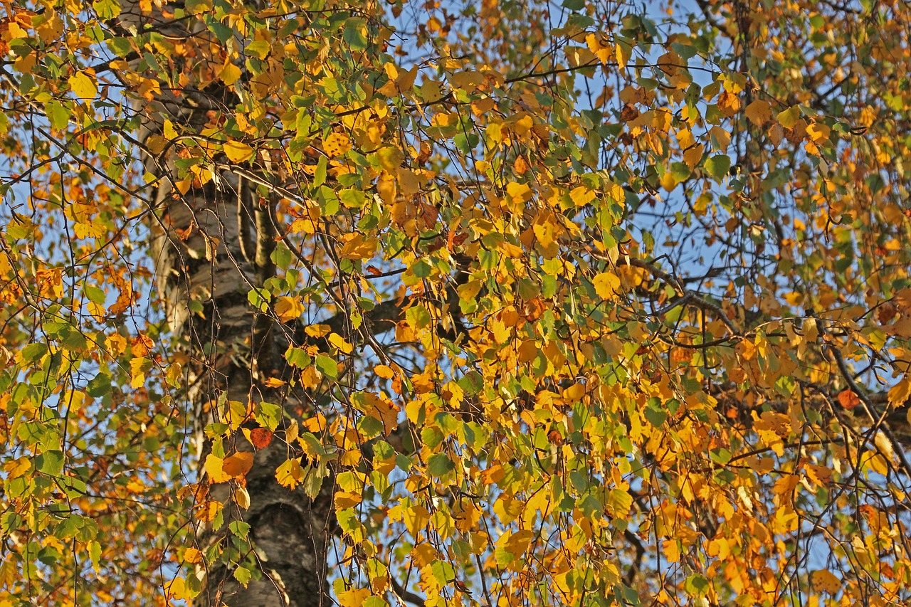 autumn  tree  nature free photo