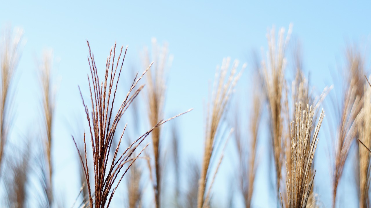 autumn  dried flowers  nature free photo