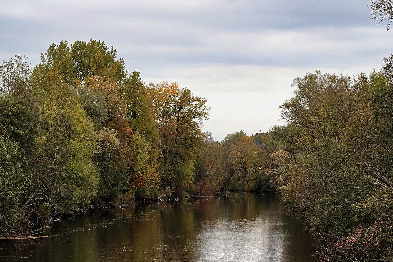 autumn  trees  nature free photo