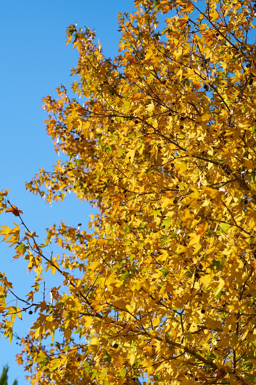 autumn  leaves  nature free photo