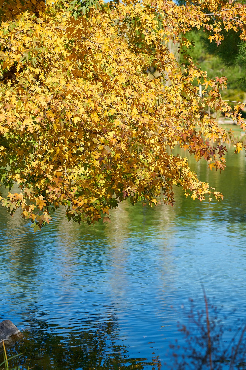 autumn  leaves  nature free photo