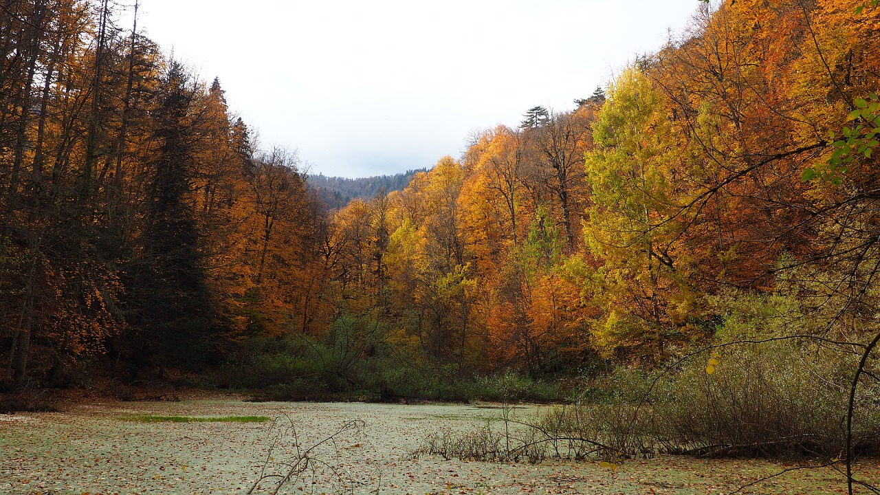 autumn  peace  nature free photo