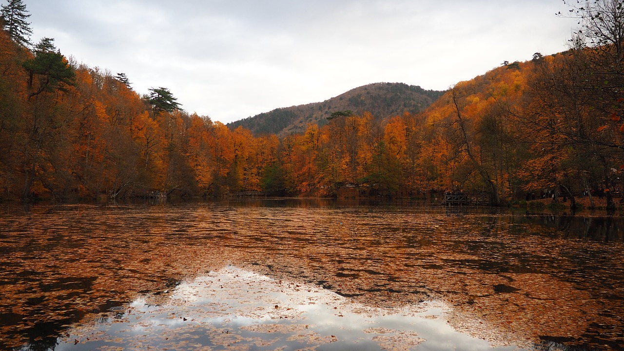 autumn  peace  nature free photo