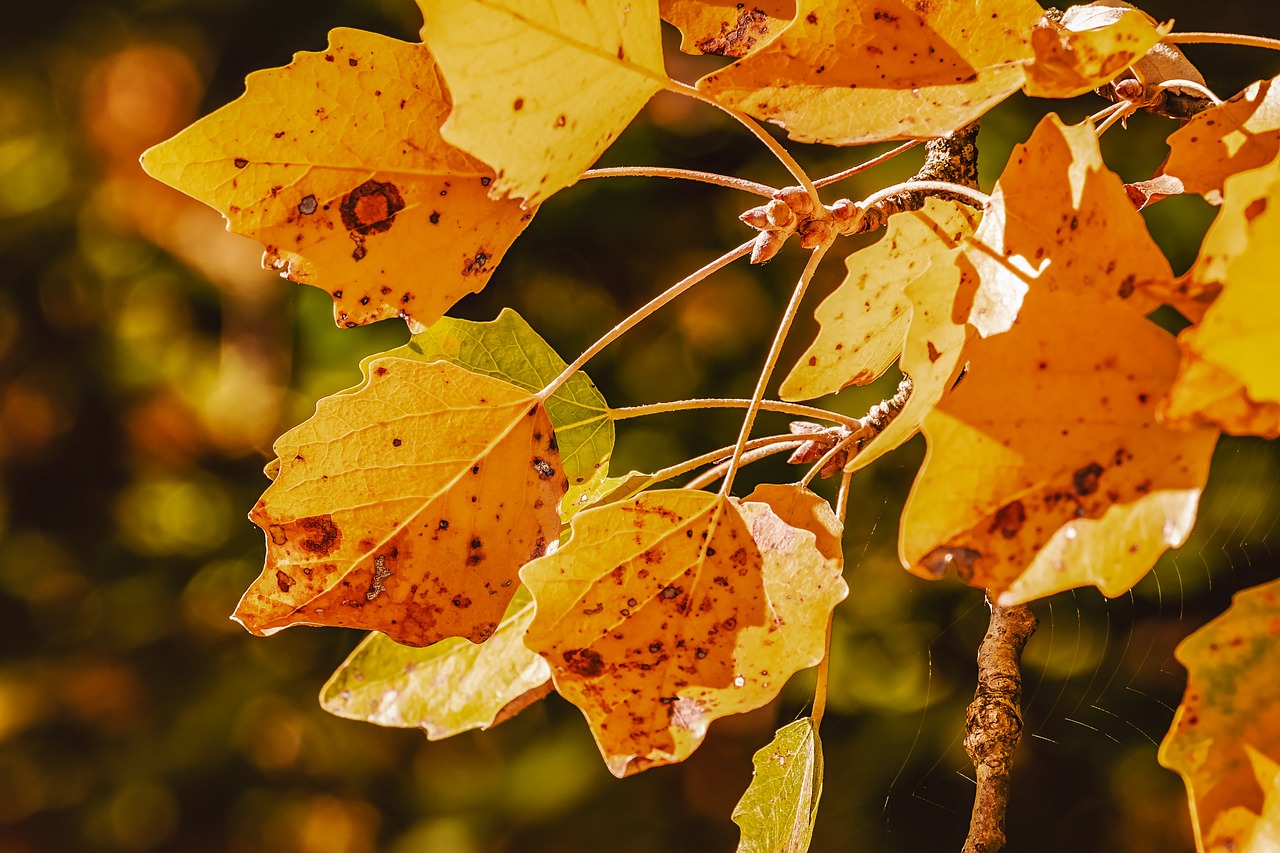 autumn  fall leaves  leaves free photo