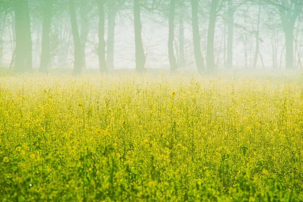 autumn  sunrise  fog free photo