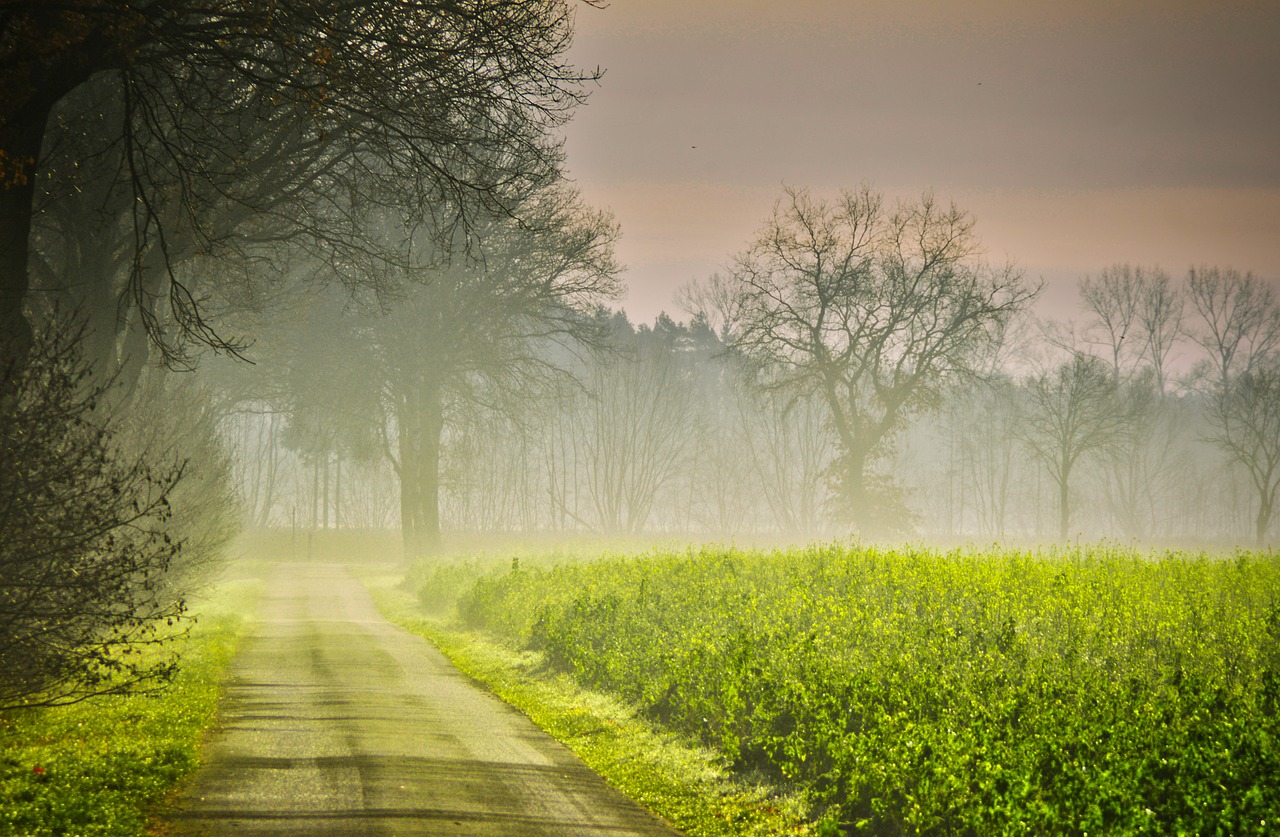 autumn  sunrise  road free photo