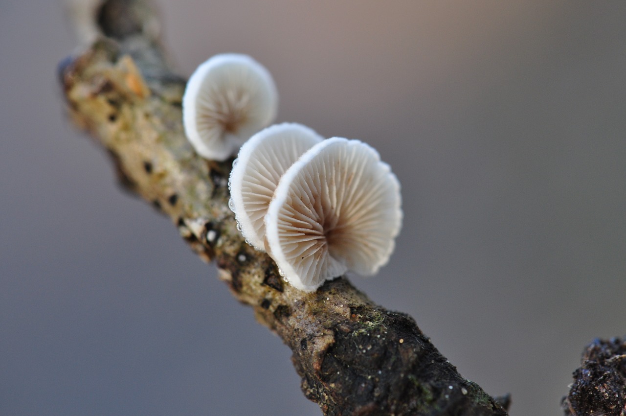 autumn  mushroom  forest free photo