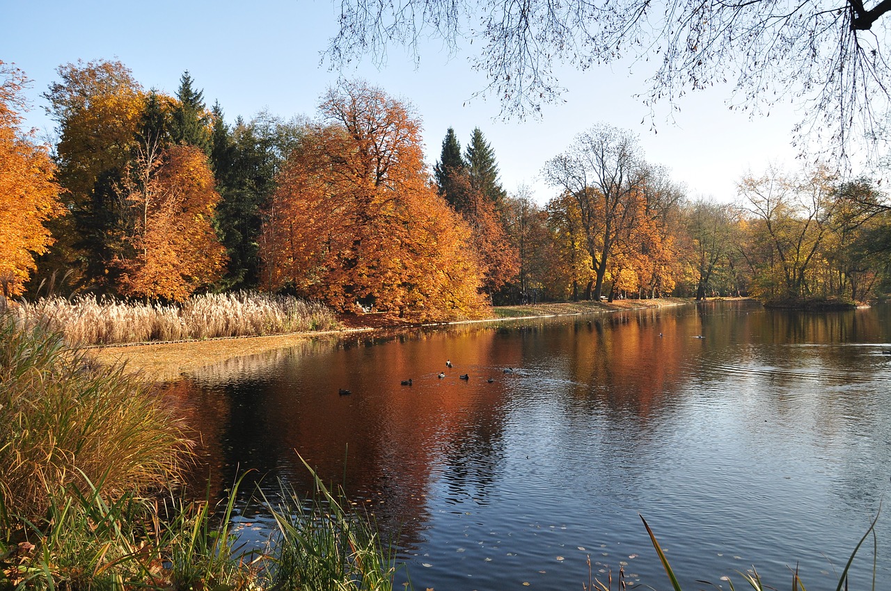 autumn  nature  trees free photo