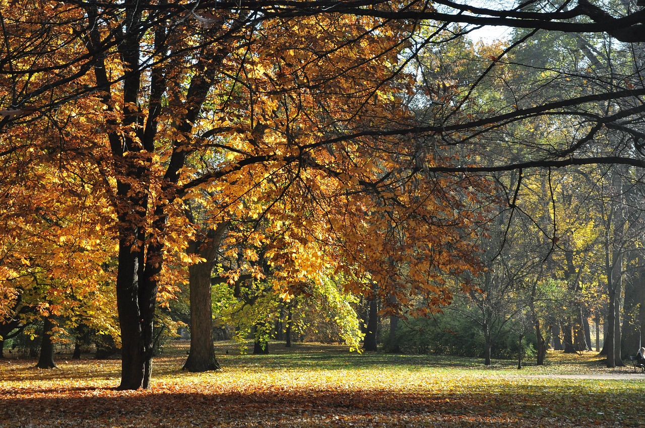 autumn  forest  nature free photo