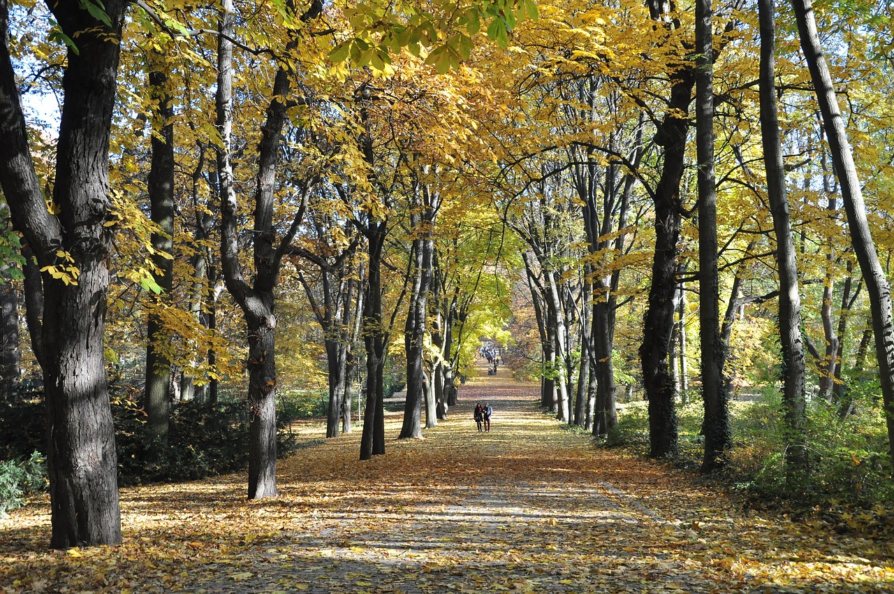 autumn  forest  nature free photo