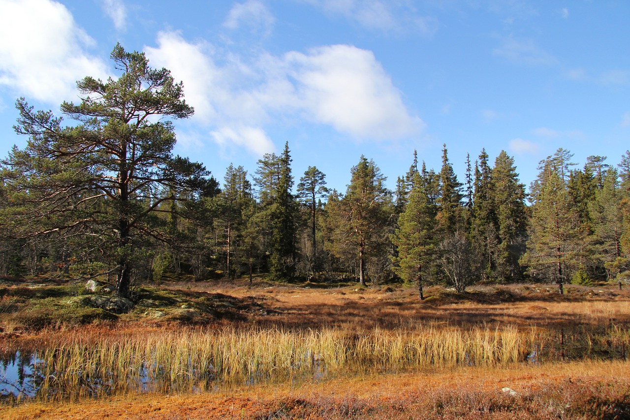 autumn  telemark norway  tindefjell free photo