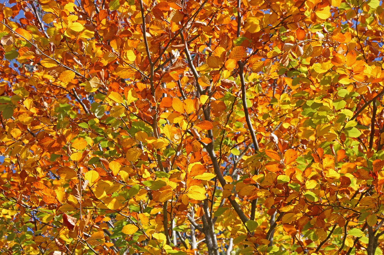 autumn  leaves  tree shrub free photo