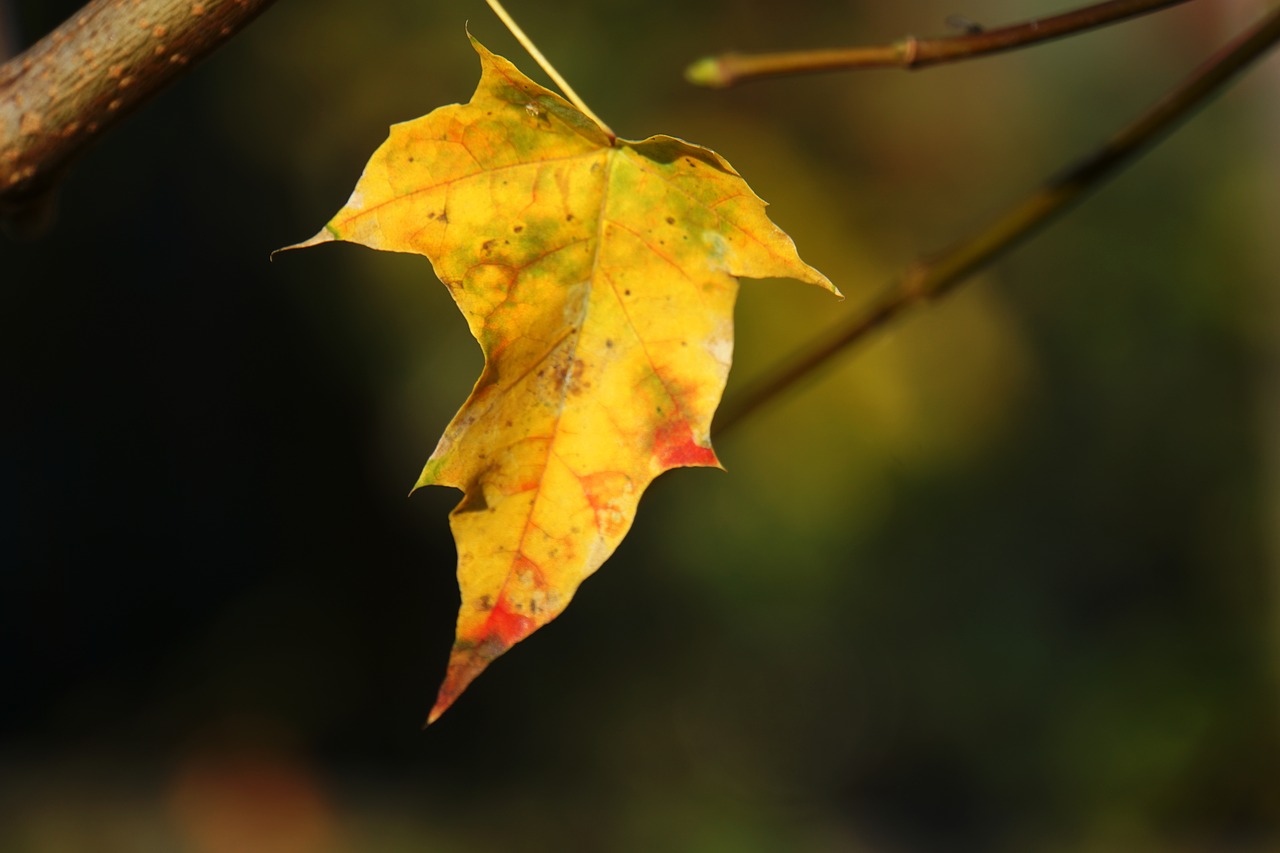 autumn  leaf  tree free photo