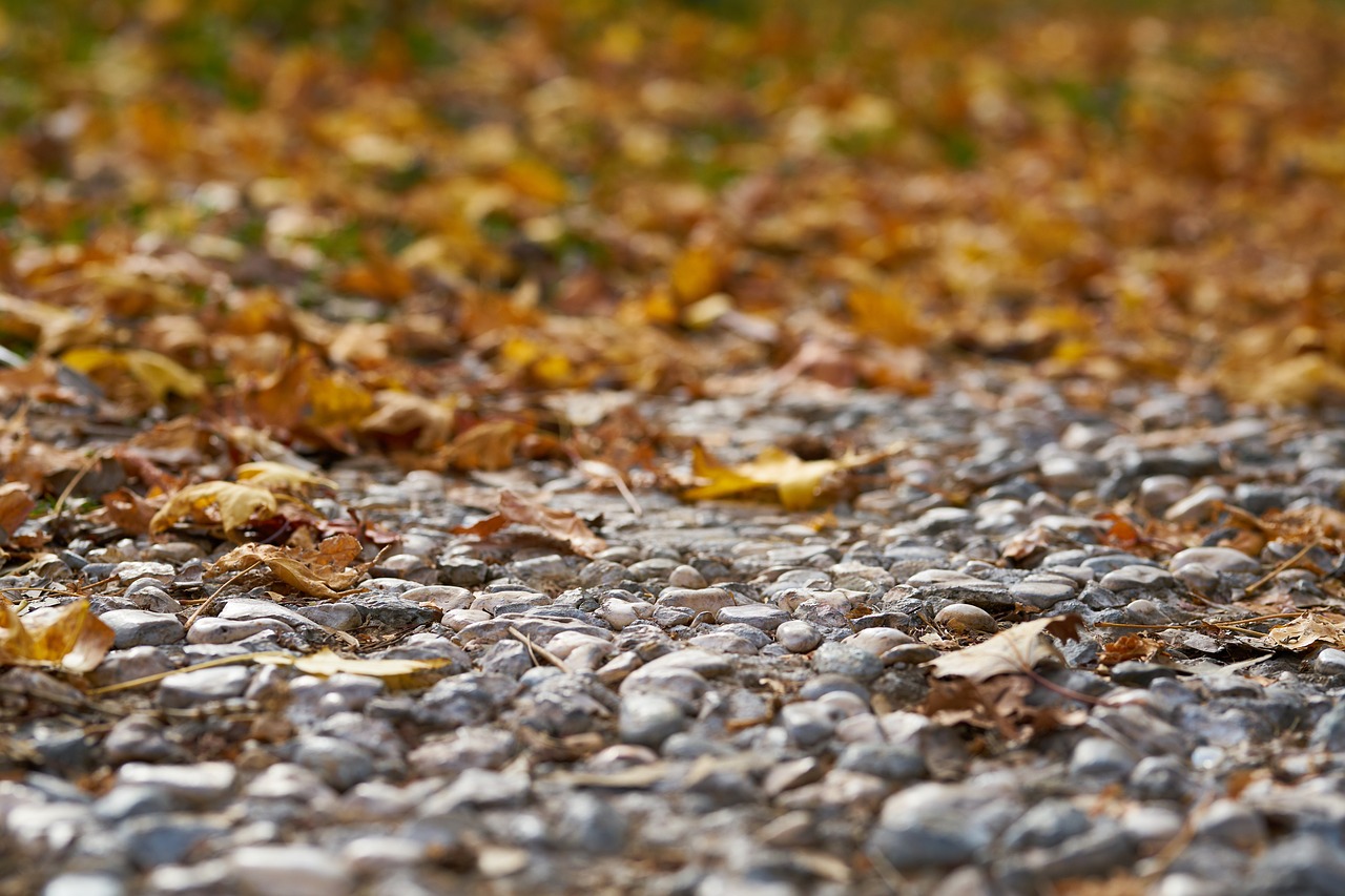 autumn  the leaves are  street free photo