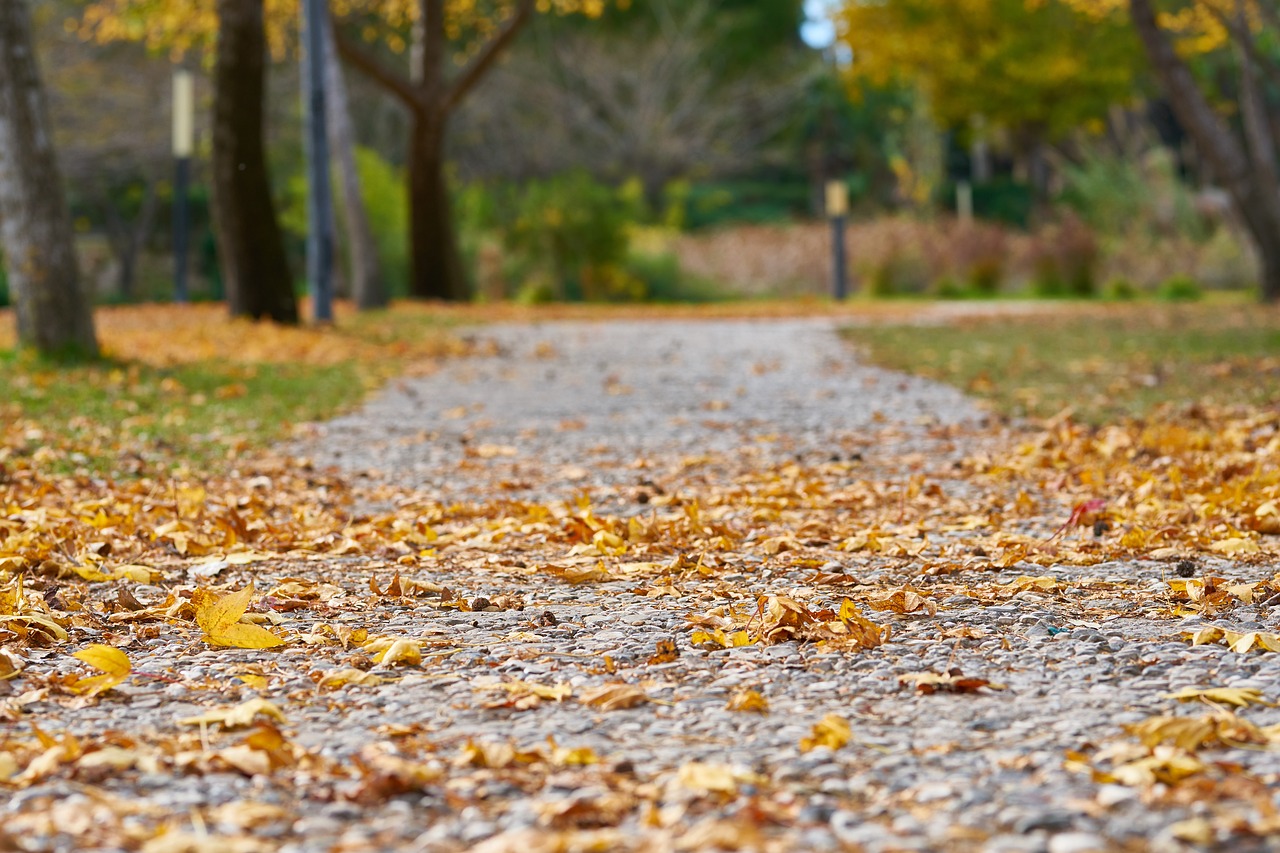 autumn  the leaves are  street free photo