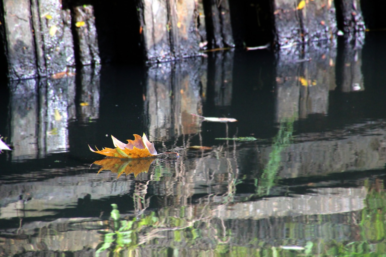 autumn  sheet  brook free photo