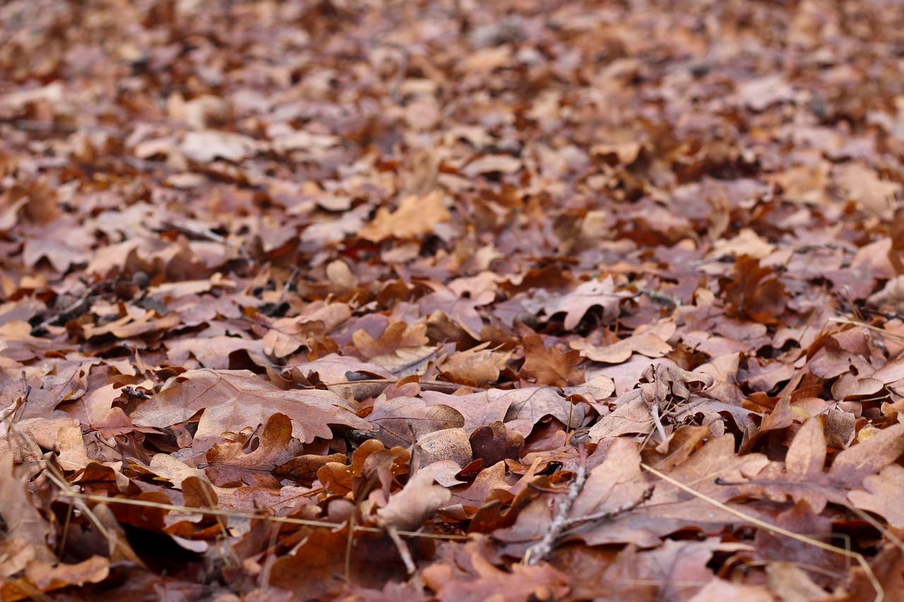 autumn  leaves  fall leaves free photo