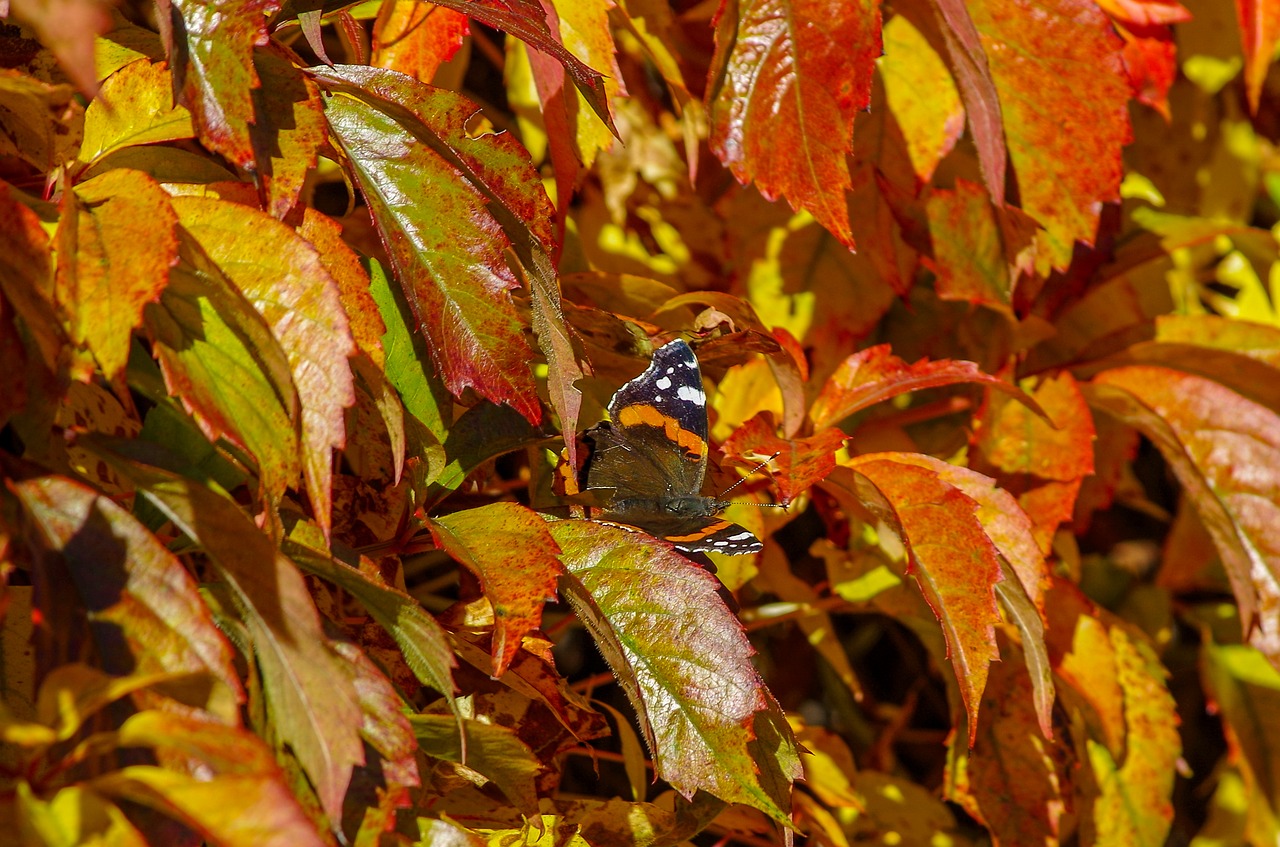 autumn  butterfly  fall colors free photo