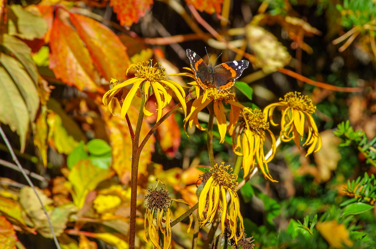 autumn  withered  foliage free photo