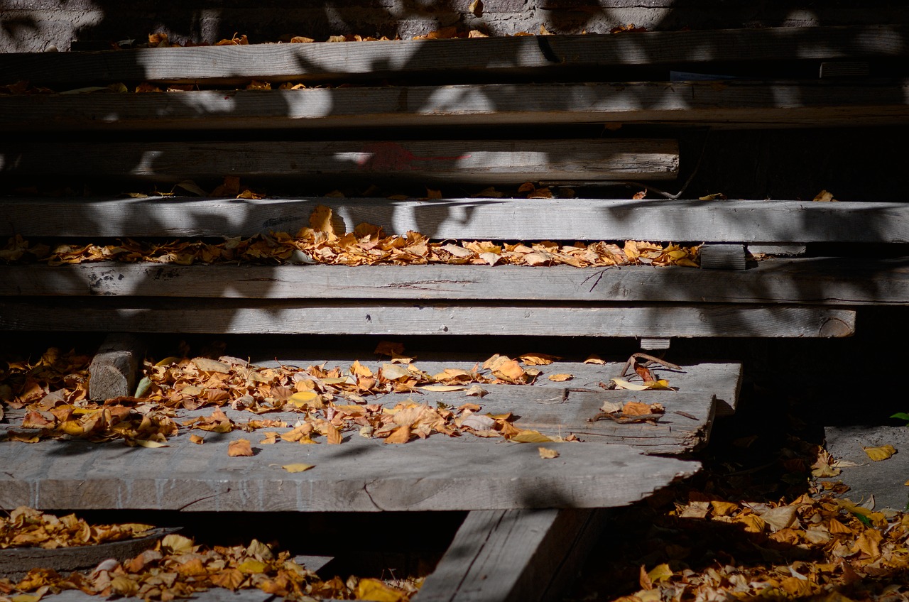 autumn  leaves  nature free photo