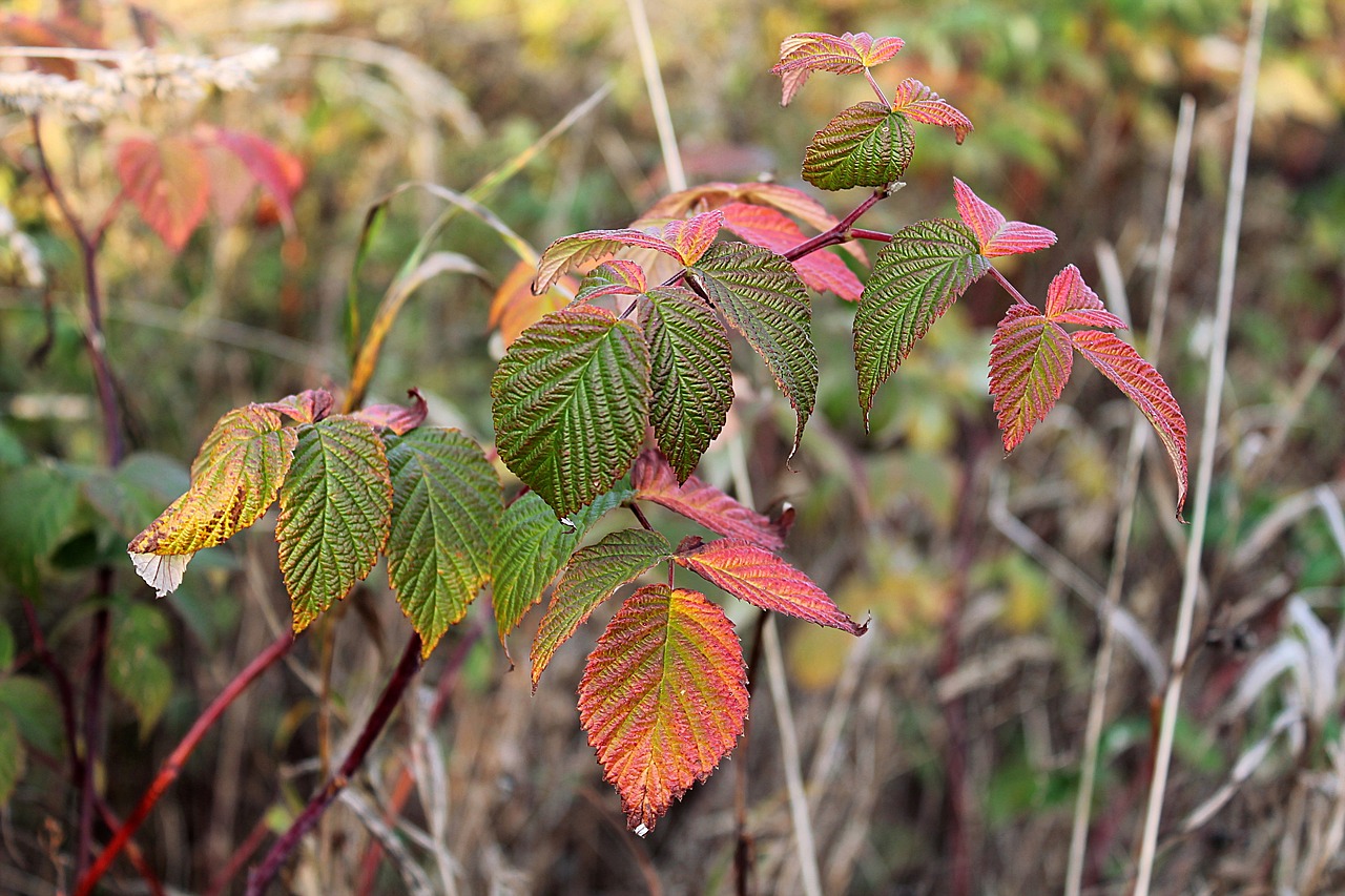 autumn  fall colors  nature free photo