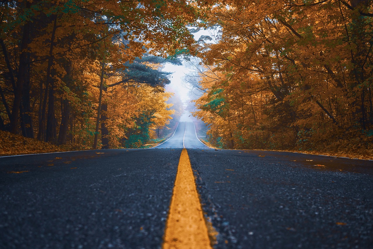 autumn  street  trees free photo