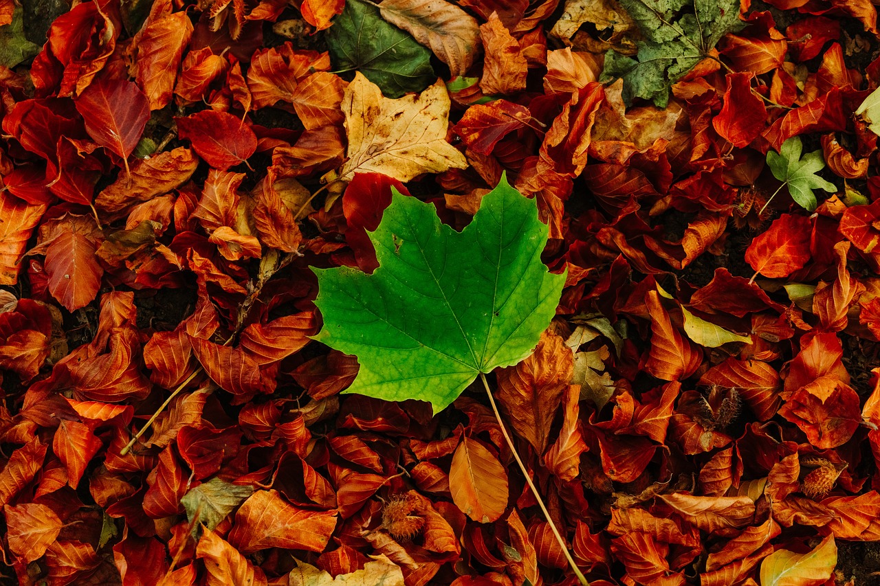 autumn  colors  nature free photo