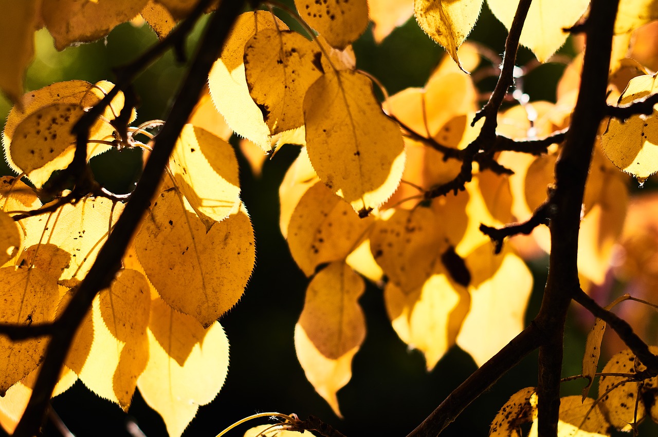 autumn  leaves  yellow free photo