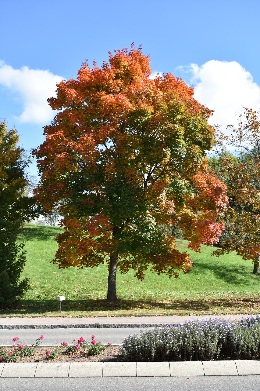 autumn  tree  nature free photo