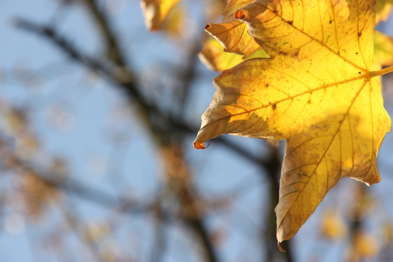 autumn  leaf  season free photo